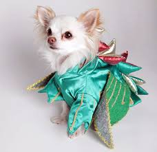 Mr. Piffles, The World’s Only Magic Performing Chihuahua